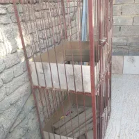 قفس مرغ وخروس