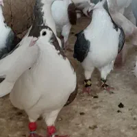 ۳۰تا چپ و ساده