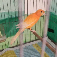 قناری نر و ماده صحیح و سالم