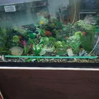 اکواریوم