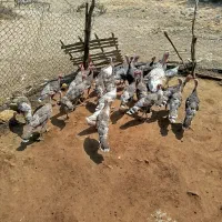 فروش جوجه بوقلمون