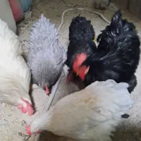 تخم.جوجه ونیمچه. مرغ وخروس نژاد کوشین.آمروک.چاپنیز|حیوانات مزرعه|قزوین, |دیوار