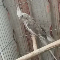 پرنده وایت فیس