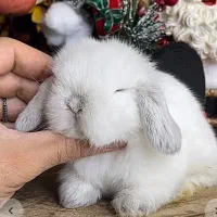 خرگوش مینی لوپ آمریکایی