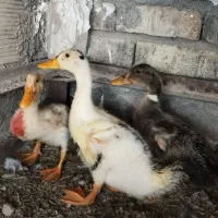 جوجه اردک