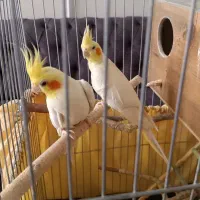 عروس هلندی
