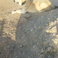 ماده بضمانت همه چی