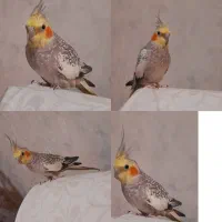 عروس هلندی