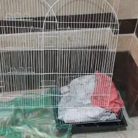 قفس عروس هلندی  و طوطی