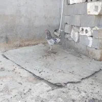 مرغ و خروس