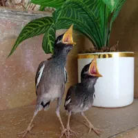 پرنده مینا مرغ مینا پاکستانی فقط ۱۱۰۰
