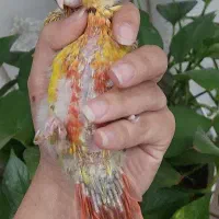 جوجه گرینچیک اناناسی رد سرلاکی