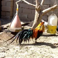 برهما سوماترا رزکامپ تخم نطفه دار و جوجه