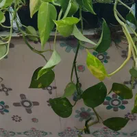 گل اپارتمانی خاص