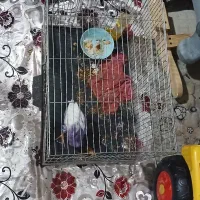 قفس جوجه