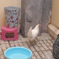 مرغ وخروس لری