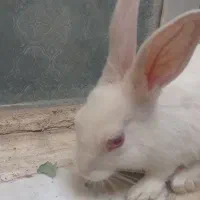 خر گوش قشنگ سالم