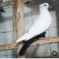 تکدم نر