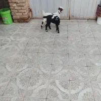گوسفند فوری