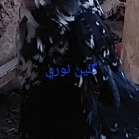 مرغ وخروس گلین