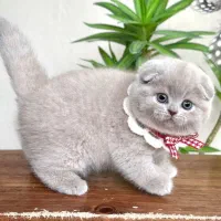 گربه اسکاتیش لیلاک