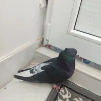 کلاغ دم سفیدنر