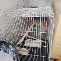 قفس بزرگه عروس هلندی