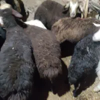 فروش بز و گوسفند