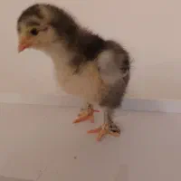 جوجه برهما