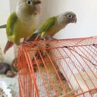 گرینچیک
