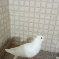 کبوتر سفید نر تهرانی پاک