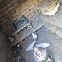 کفتر پرشی