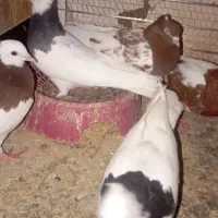 کفتر|پرنده|نرماشیر, |دیوار