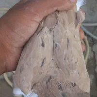 کفتر ساده هفت رنگ