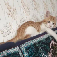 گربه نارنجی سفید بدون نژاد تمیز