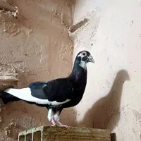 قره قجله ماده