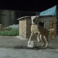 سگ سراب|سگ|کنگاور, |دیوار