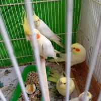 عروس هلندی