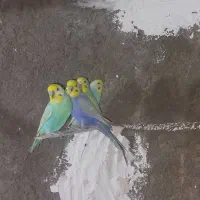 مرغ عشق رینبو