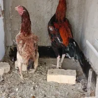 خروس لاری