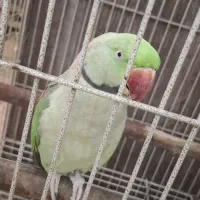 طوطی ملنگو نر