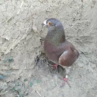 اوگن نر