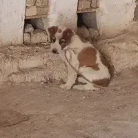 توله سه ماه آلابای
