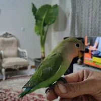 برزیلی جفت
