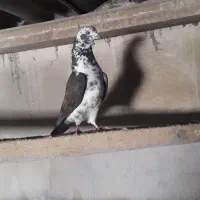 سه تا نر نامبروان