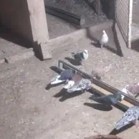 چند جفت کفتر مایع و خال سرور و کله ماستی جهت فروش