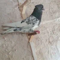 ی دسته ۶ تای کفتر شهرستان آلمانی رنگه