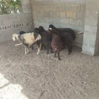 7 راس بره افشاری تمیز دم خانه