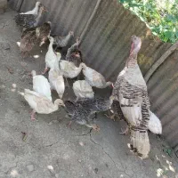 جوجه بوقلمون 62 روزه با مادر