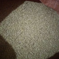 ارزن پرنده ایرانی بذری